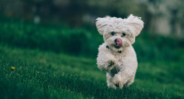 How Digital Marketing Boosts Sales for Pet Product Business