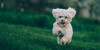 How Digital Marketing Boosts Sales for Pet Product Business
